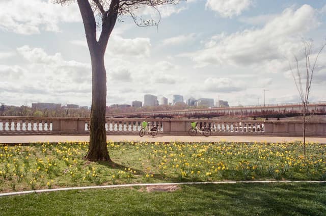 DC Daffodils