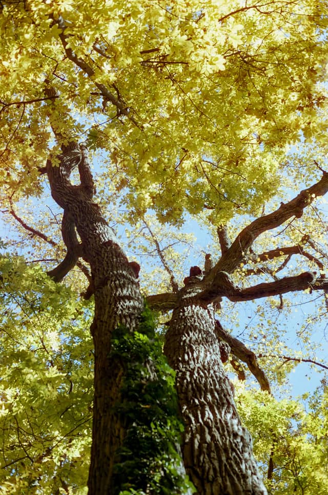 Fall Foliage