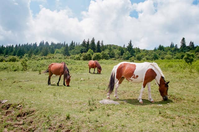 Highland Horses